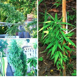 Reporte policial de algunos sucesos ocurridos en St. Eustatius