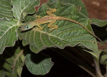 Nueva evaluación de biodiversidad terrestre para el proyecto CORENA en Sint Maarten