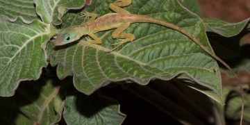 Nueva evaluación de biodiversidad terrestre para el proyecto CORENA en Sint Maarten