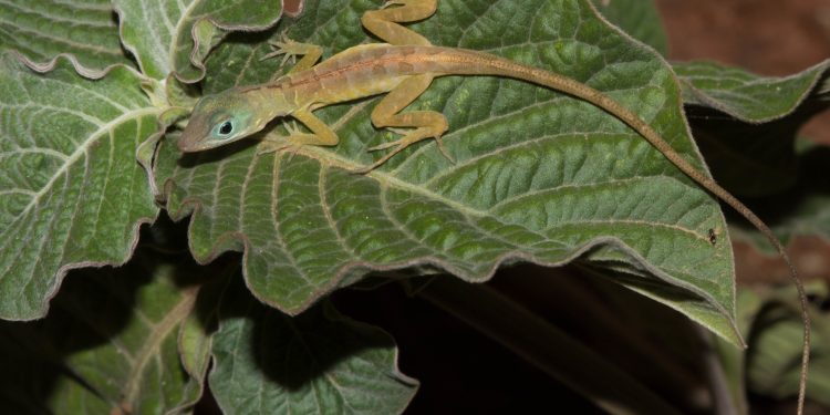 Nueva evaluación de biodiversidad terrestre para el proyecto CORENA en Sint Maarten