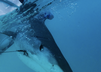 YachtAid Global amplía su operación Swimway en todo el Caribe en colaboración con socios locales y regionales