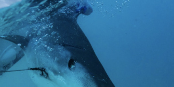 YachtAid Global amplía su operación Swimway en todo el Caribe en colaboración con socios locales y regionales