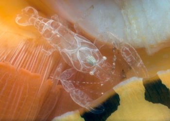 Descubriendo la vida secreta de los camarones