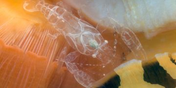 Descubriendo la vida secreta de los camarones