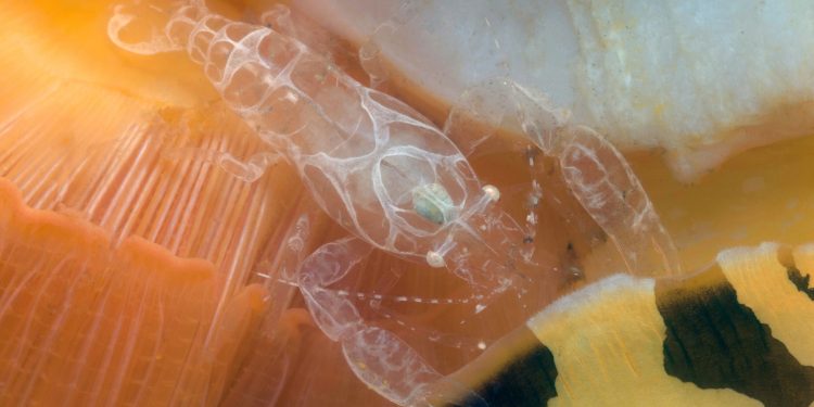 Descubriendo la vida secreta de los camarones