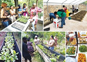 El dinero crece en los árboles