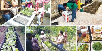 El dinero crece en los árboles