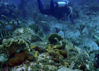 Primera evaluación de salud en profundidad de los arrecifes de coral de Sint Maarten realizada por Nature Foundation