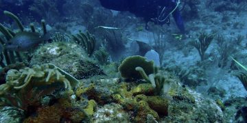 Primera evaluación de salud en profundidad de los arrecifes de coral de Sint Maarten realizada por Nature Foundation