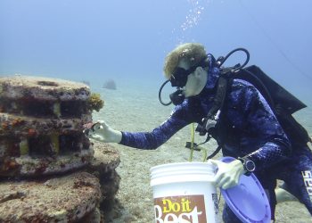 El plan de Saba para la recuperación de los corales