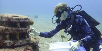 El plan de Saba para la recuperación de los corales
