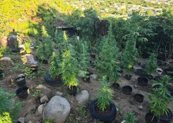 Descubrimiento y confiscación de más de 500 plantas de marihuana en Dutch Quarter