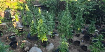 Descubrimiento y confiscación de más de 500 plantas de marihuana en Dutch Quarter