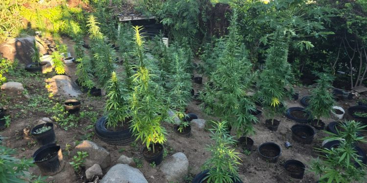 Descubrimiento y confiscación de más de 500 plantas de marihuana en Dutch Quarter