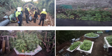 La Policía desmantela una gran plantación de marihuana en Cul-de-Sac
