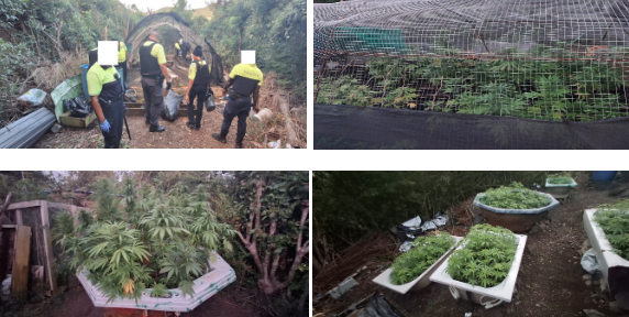 La Policía desmantela una gran plantación de marihuana en Cul-de-Sac