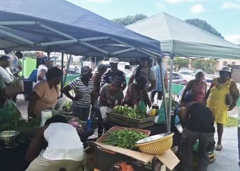 Mercado Agrícola SMFC – Pepinos rebajados de $3 a $2.50 por kilo, así que compre más barato para donar más este fin de semana