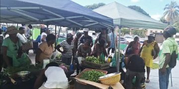 Mercado Agrícola SMFC – Pepinos rebajados de $3 a $2.50 por kilo, así que compre más barato para donar más este fin de semana
