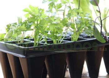 El Proyecto Piloto de Formación de Capacitadores en Hidroponía del Ministerio de TEATT en Escuelas Inicia la Fase 3