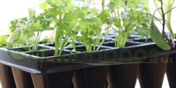 El Proyecto Piloto de Formación de Capacitadores en Hidroponía del Ministerio de TEATT en Escuelas Inicia la Fase 3