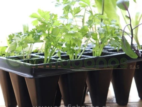 El Proyecto Piloto de Formación de Capacitadores en Hidroponía del Ministerio de TEATT en Escuelas Inicia la Fase 3