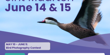 Primer Festival de Aves de Sint Maarten: un fin de semana para celebrar la conservación de las aves en la isla