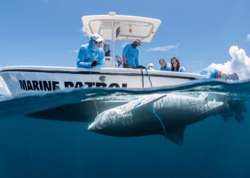 El conservacionista de Sint Maarten, Tadzio Bervoets, aparecerá en el especial de la Semana del Tiburón