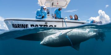 El conservacionista de Sint Maarten, Tadzio Bervoets, aparecerá en el especial de la Semana del Tiburón