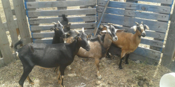 El Gobierno de Statia aclara el Proyecto de Control de Animales Vagabundos