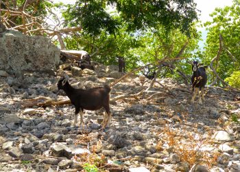 El Consejo Ejecutivo responde a la moción del Consejo Insular sobre los cazadores suecos