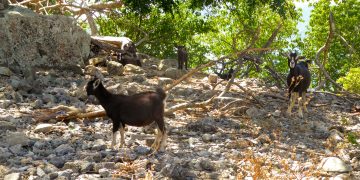 El Consejo Ejecutivo responde a la moción del Consejo Insular sobre los cazadores suecos