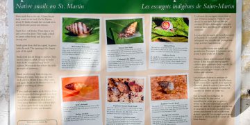 Nueva exhibición de caracoles se inaugura en el Museo Naturalis de The Old House el 6 de diciembre