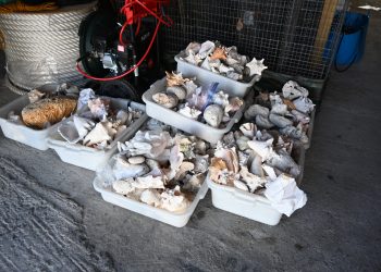 SMART 2026 apoya la campaña “Del Arrecife a la Pista” de la Fundación Naturaleza