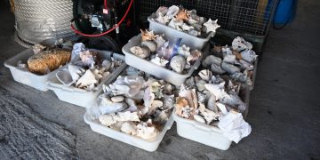 SMART 2026 apoya la campaña “Del Arrecife a la Pista” de la Fundación Naturaleza