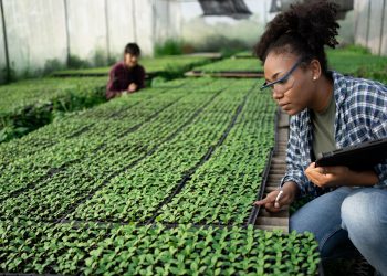 Evaluación de prepropuestas para las Becas de Doctorado del Caribe ya ha comenzado