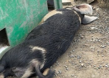 El cerdo está enfermo. Algunos pollitos están muertos