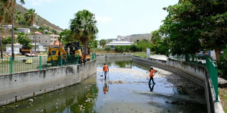 Limpieza de Great Salt Pond por la muerte de peces