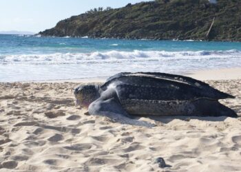 Ataques de perros, nidos excavados y selfies: Sint Maarten espera una temporada de anidación de tortugas marinas más respetuosa en 2026