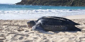 Ataques de perros, nidos excavados y selfies: Sint Maarten espera una temporada de anidación de tortugas marinas más respetuosa en 2026