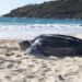 Ataques de perros, nidos excavados y selfies: Sint Maarten espera una temporada de anidación de tortugas marinas más respetuosa en 2026