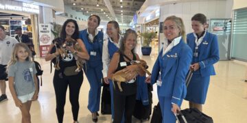 Tres cachorros rescatados buscan hogar a través de la iniciativa Paws in Flight Saturday